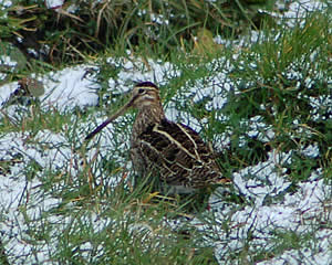 A snipe spotted at Higher Trenowin Farm