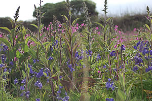 Wildflowers abound