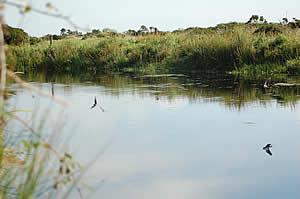 Dew pond is home to many insects