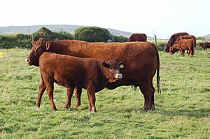 Mother and calf enjoying the sunshine