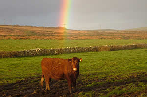 The best of British beef