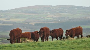 Farm Shop Opening Hours