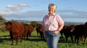 Higher Trenowin Herd of Pedigree Red Ruby Devons